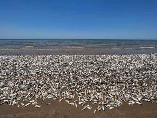 9 Haziran 2023'te Teksas, Quintana Beach County Park'ta ölü balık. 