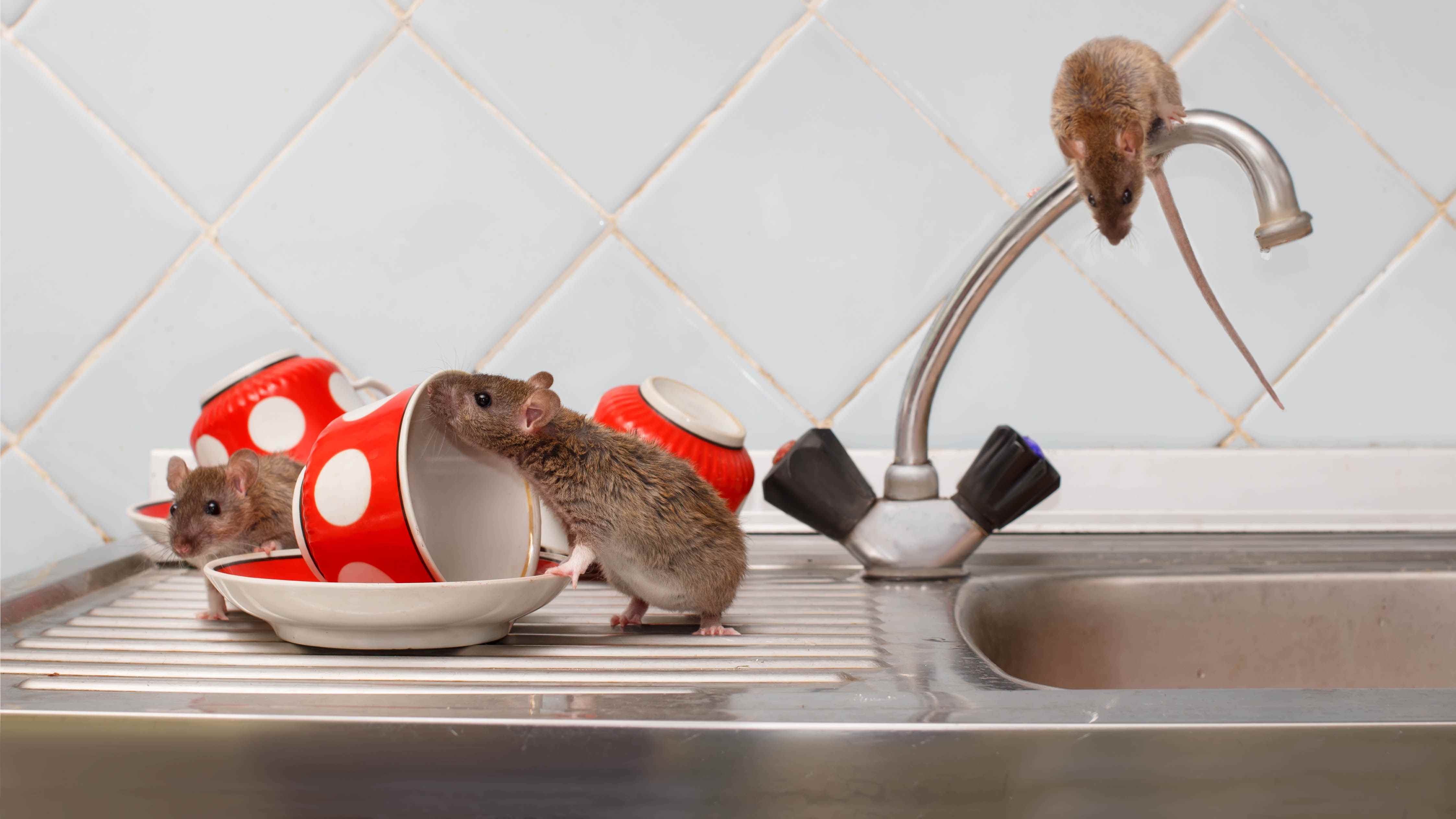 Mutfak lavabosunda birkaç fare