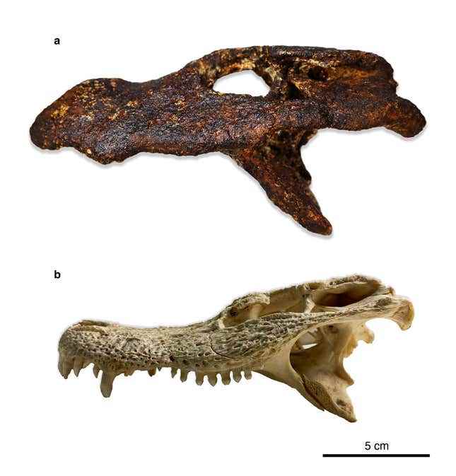 A. munensis kafatası (üstte) ile A. sinensis kafatasının karşılaştırılması.
