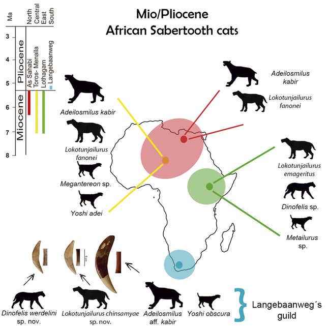 Kılıç dişli kedilerin Miyosen ve Pliyosen'de Afrika'daki dağılımını gösteren bir harita.