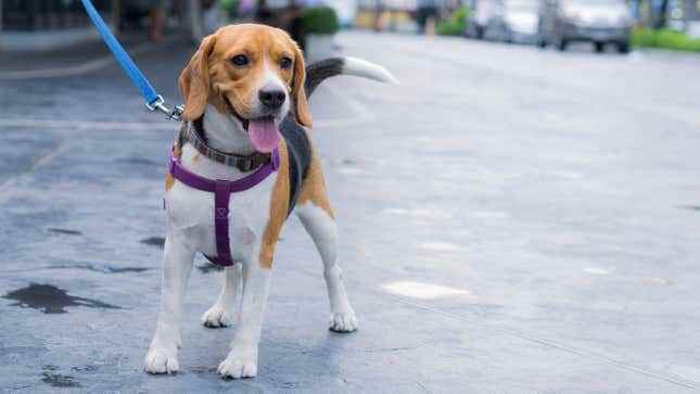 Fransız Kasabası DNA Veritabanıyla Köpek Kakasını Önleyecek başlıklı makale için resim