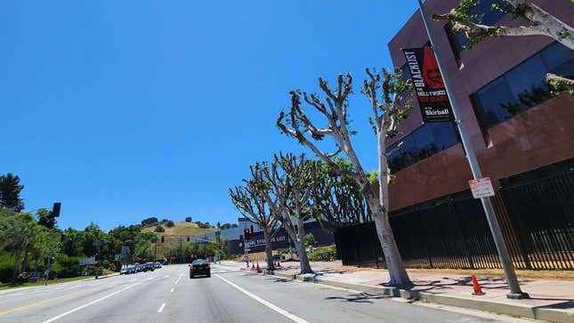 Universal Studios'un arazisinde yasadışı olarak budanmış ağaçlar.