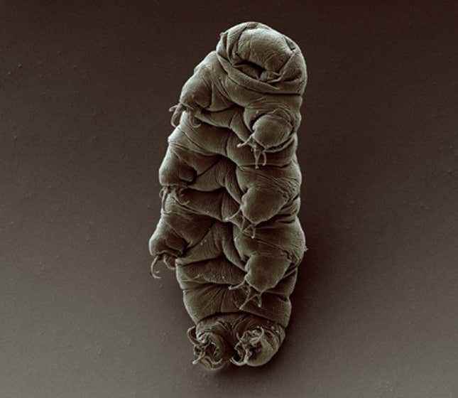Bir tardigradın taramalı elektron mikrografı.