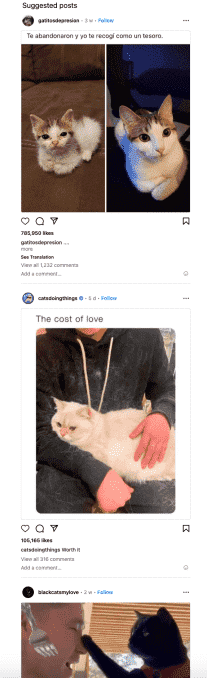 Kedi gönderileriyle Instagram beslemesi